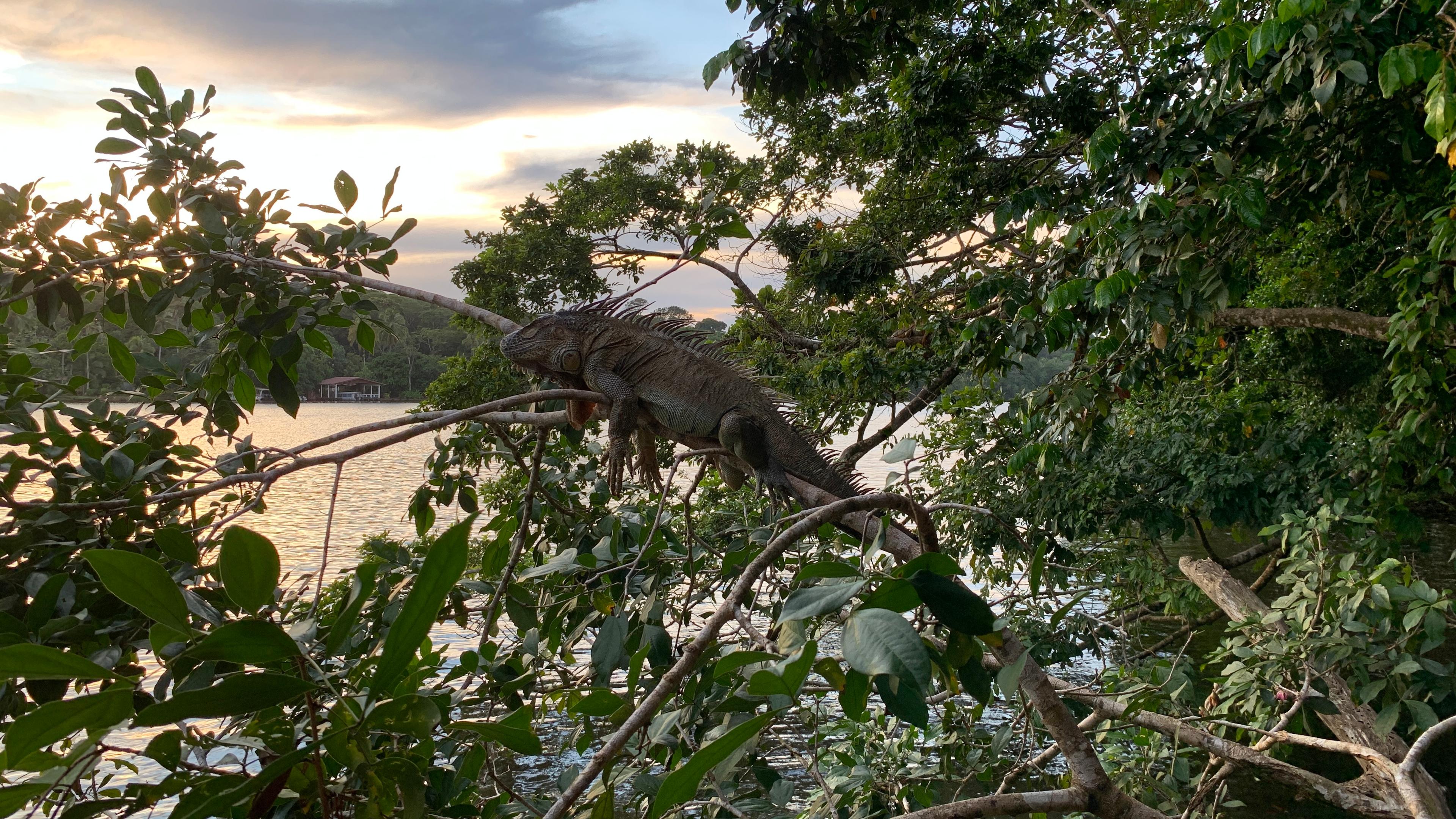 Pipas frías y selva tropical. ¡Pura vida! (Costa Rica).