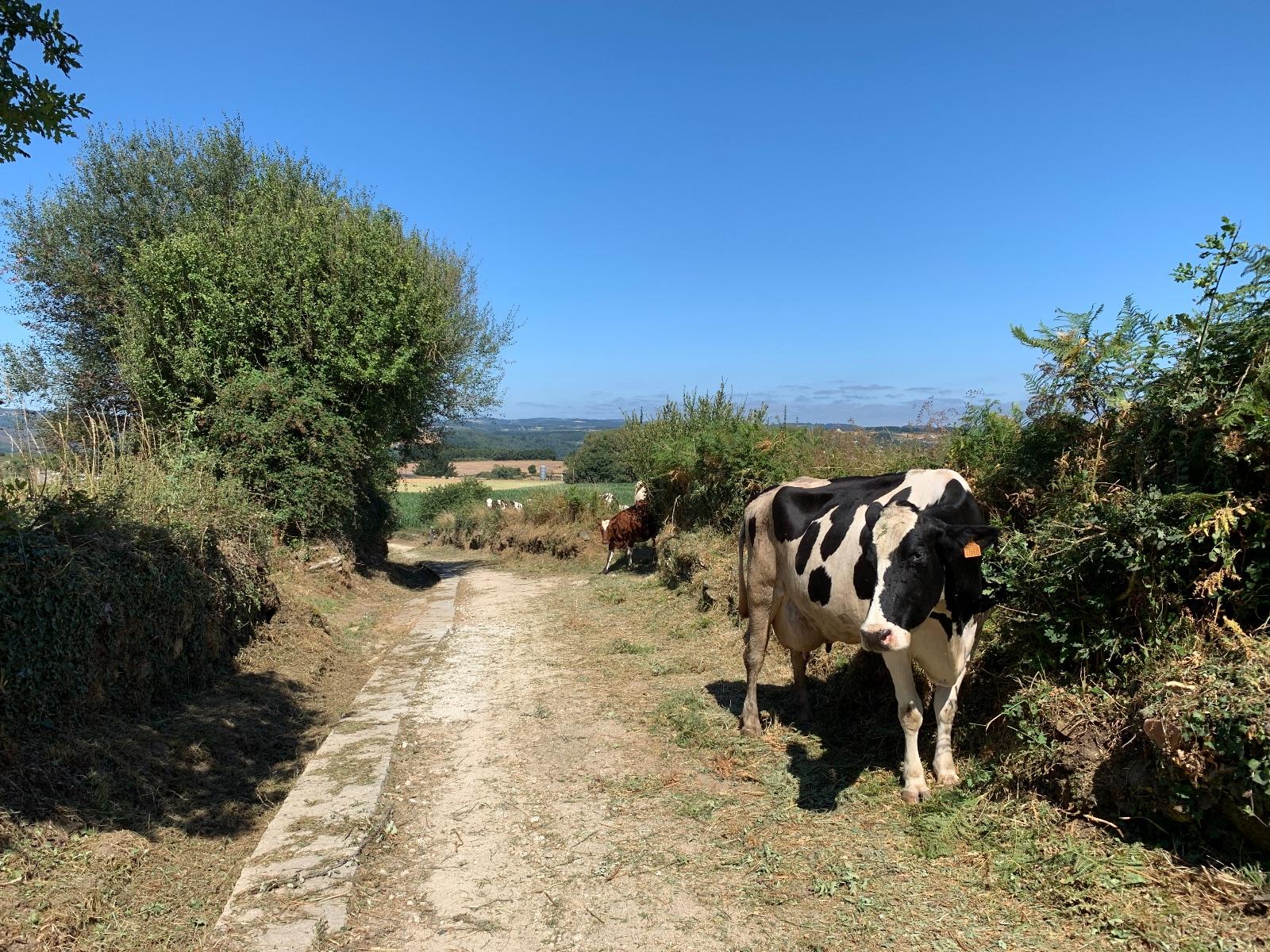 Pasiño a Pasiño, Camino de Santiago Francés desde Sarria